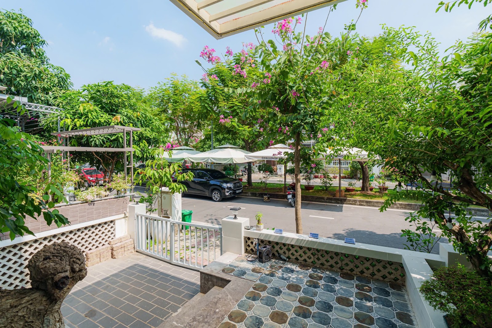자모나 골든 실크 사진 2